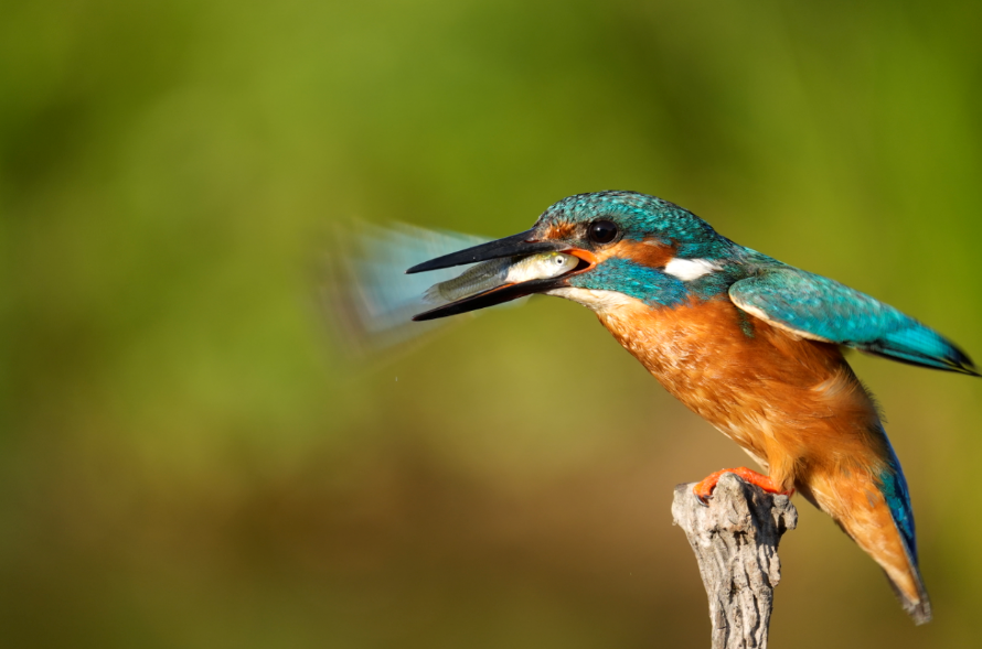Wildlife filmmaking workshop