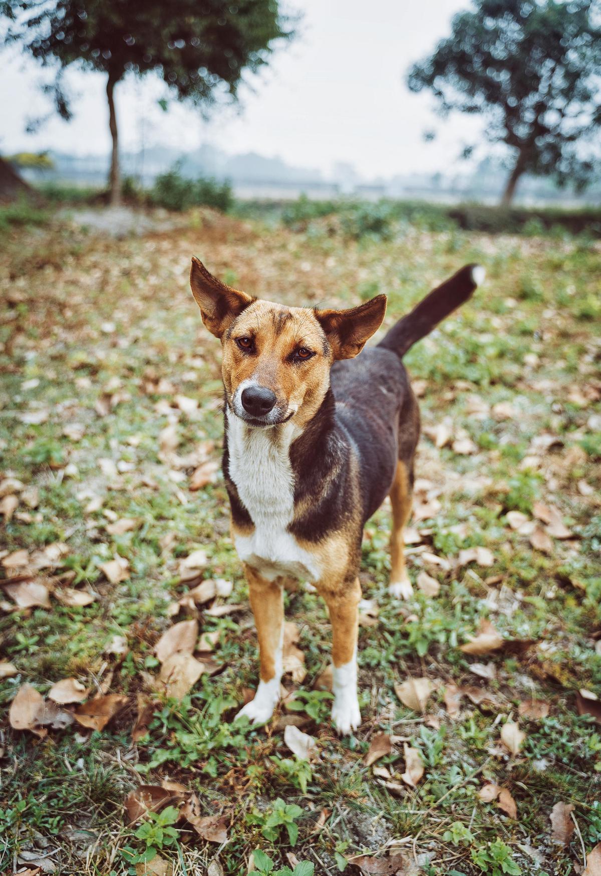 Image of Vertebrate, Mammal, Grass, Carnivore, Canidae, Dog etc.