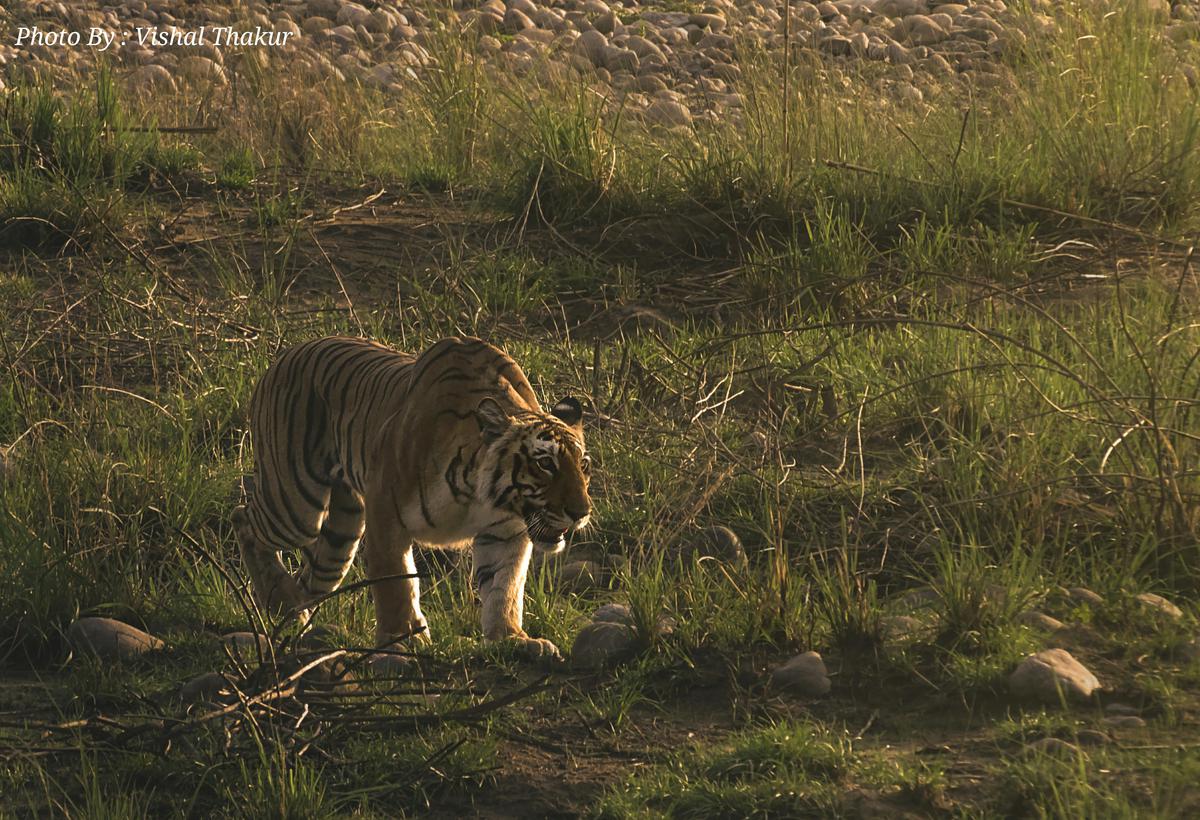 Image of Natural landscape, Tiger, Bengal tiger, Siberian tiger, Felidae, Plant etc.