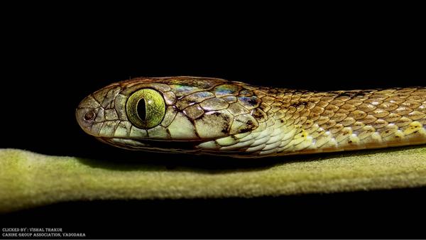 Image of Reptile, Head, Terrestrial animal, Eye, Scaled reptile, Snake etc.