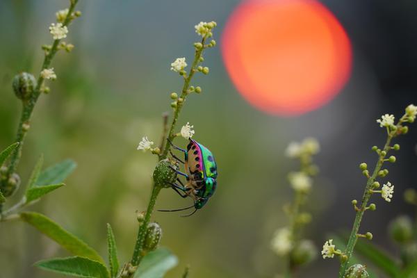 Image of Green, Macro photography, Insect etc.