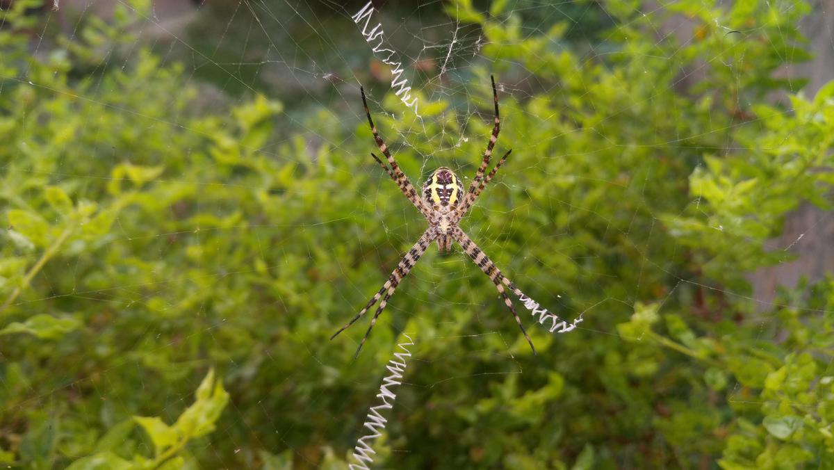 Image of Organism, Insect, Arthropod, Terrestrial plant, Spider web, Spider etc.