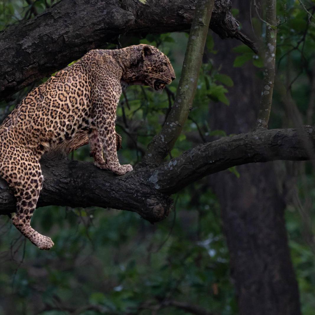 Card image cap