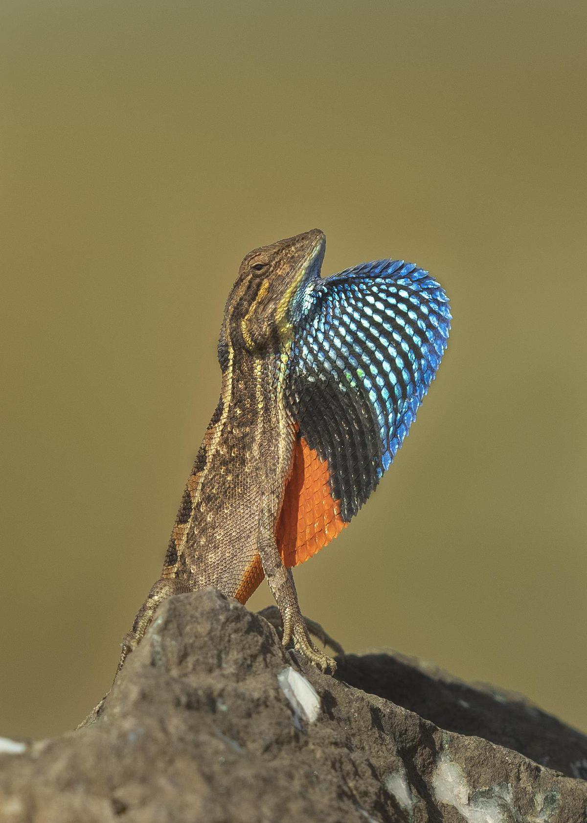 Image of Reptile, Bird, Beak, Wing, Wood, Feather etc.