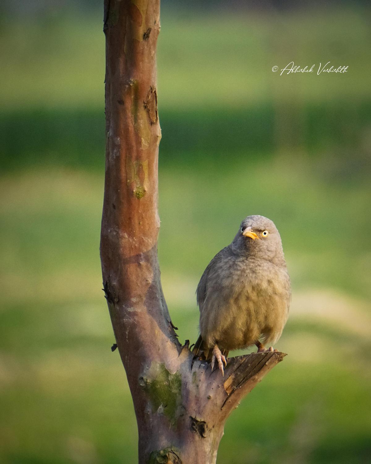 Image of Branch, Bird, Beak, Eye, Wood, Feather etc.