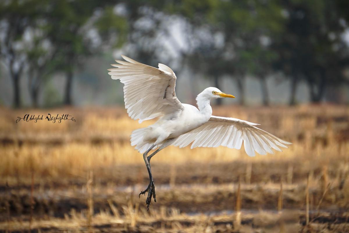 Image of Bird, Beak, Feather etc.