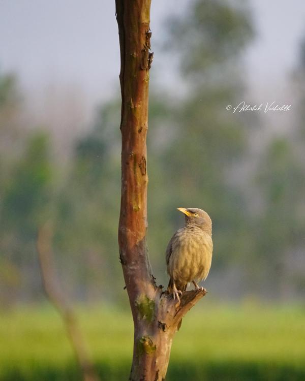Image of Branch, Plant, Bird, Beak, Wood, Feather etc.