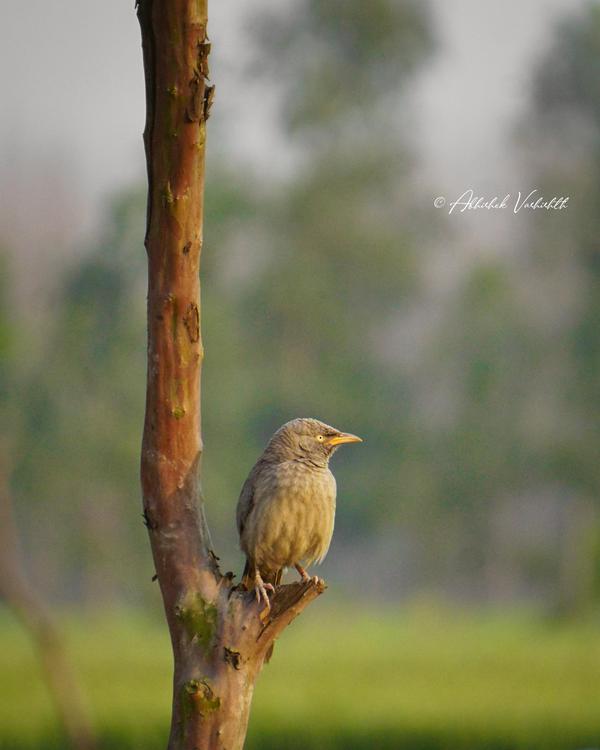 Image of Branch, Bird, Beak, Wood, Twig etc.