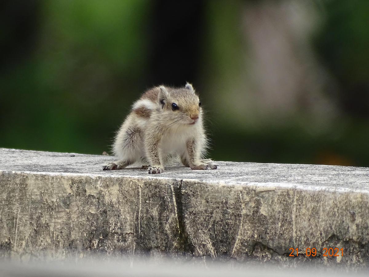 Image of Terrestrial animal, Whiskers, Squirrel, Rodent etc.