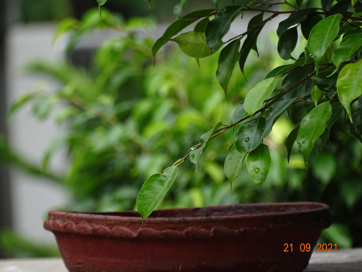 Image of Plant, Wood, Leaf, Terrestrial plant, Houseplant, Flowerpot etc.