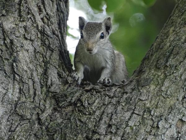 Image of Tree, Branch, Plant, Wood, Trunk, Whiskers etc.