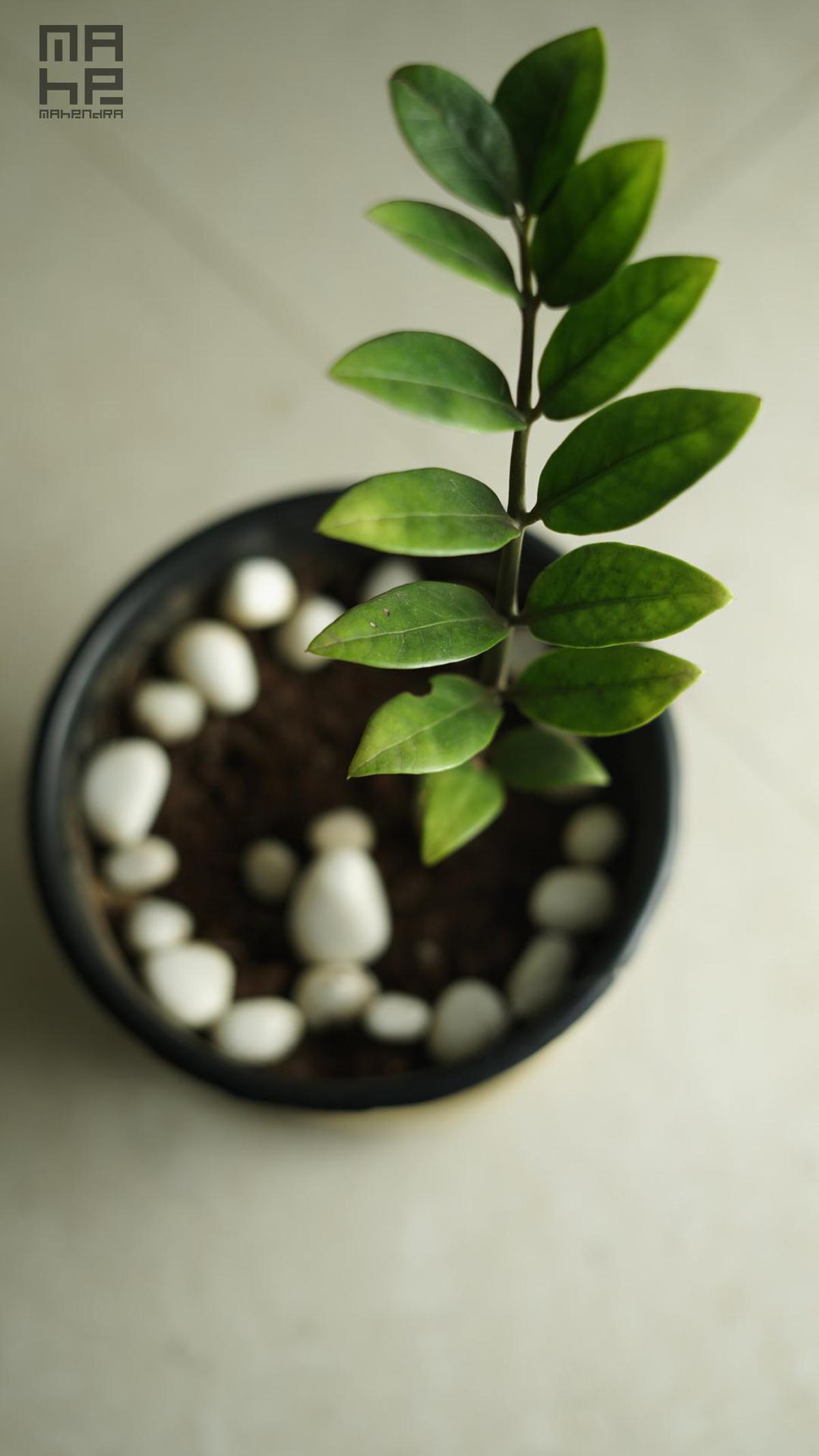 Image of Tree, Plant, Terrestrial plant, Houseplant, Flowerpot etc.