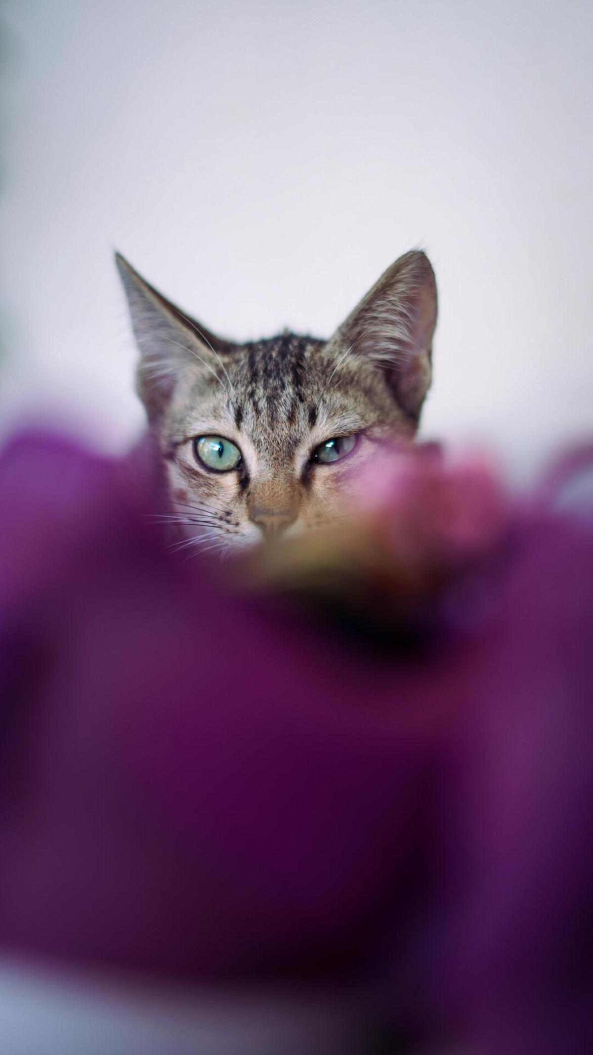Image of Purple, Felidae, Eye, Fawn, Carnivore, Cat etc.