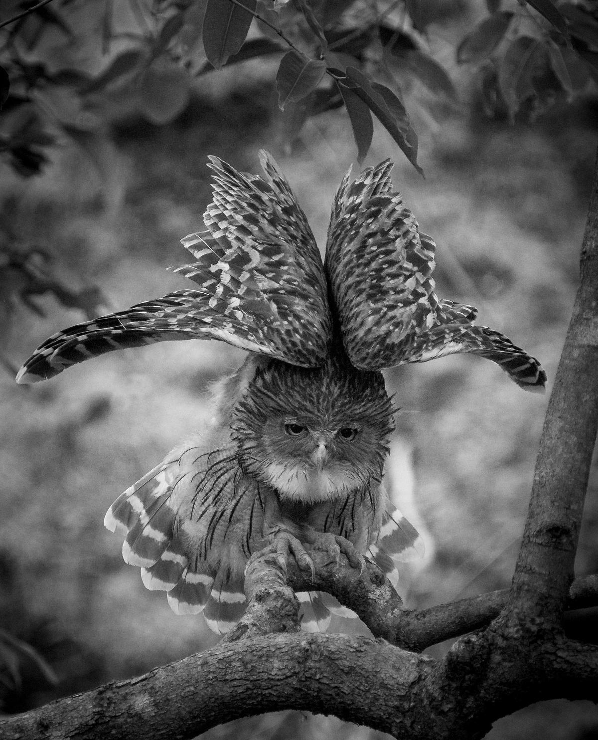 Image of Branch, Black-and-white, Black, Plant, Bird, Beak etc.