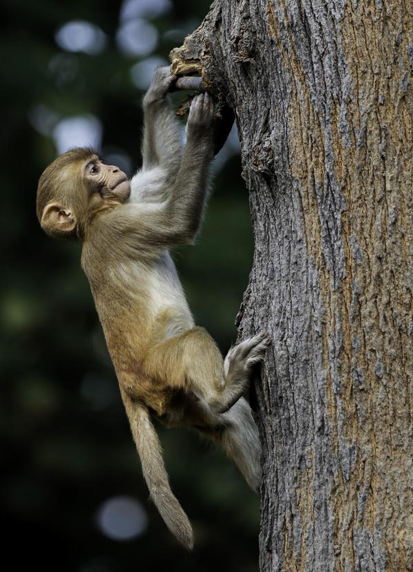 Image of Branch, Skin, Fur, Adaptation, Organism, Terrestrial animal etc.