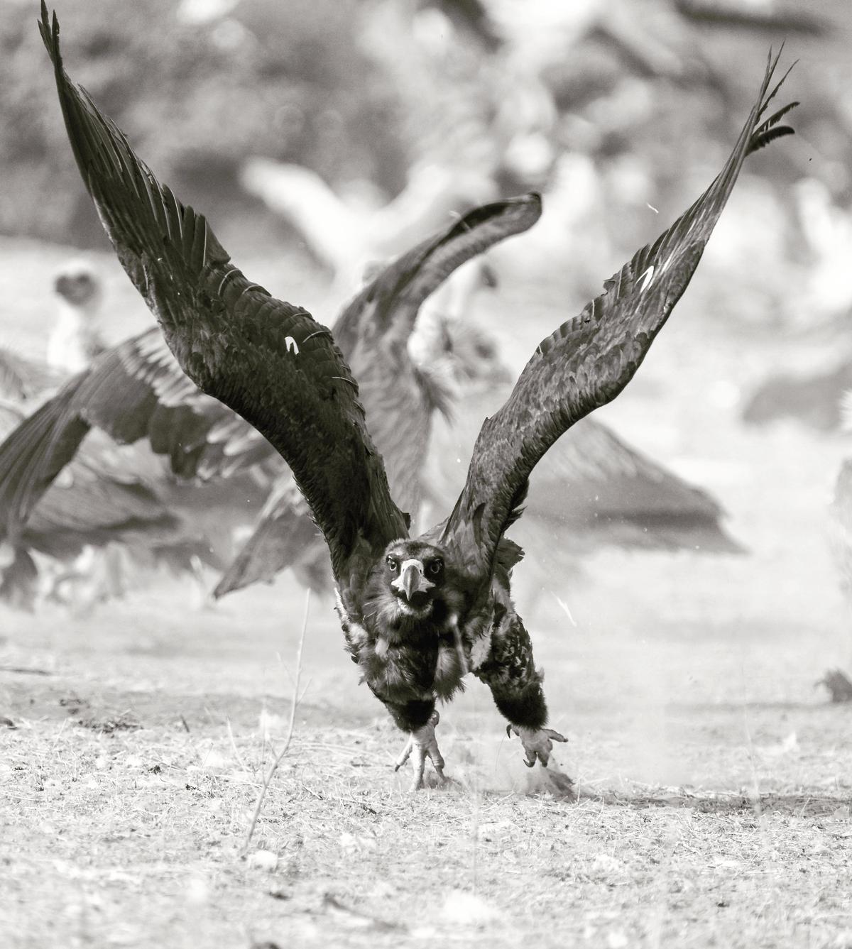 Image of Bird, Beak, Wing, Accipitridae etc.