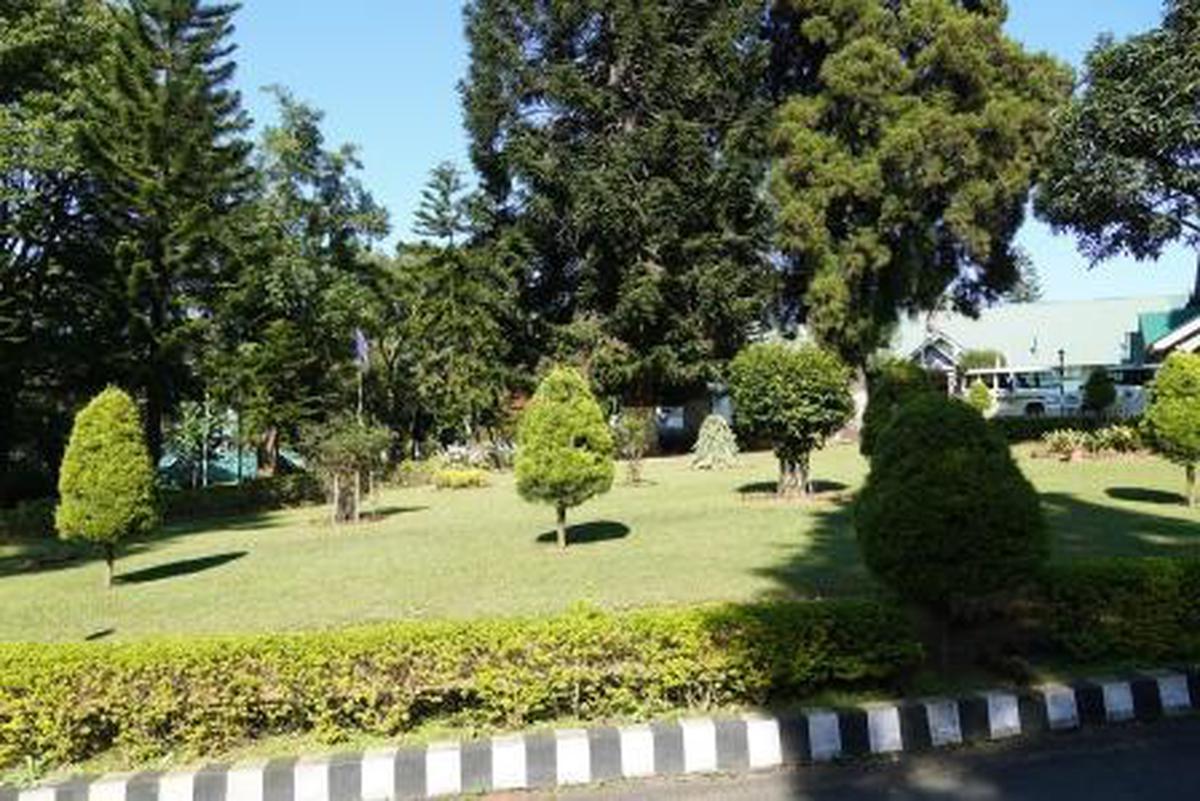 Image of Tree, Biome, Property etc.