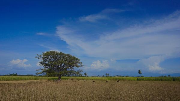 Image of Nature, Sky, Tree, Cloud, Natural landscape, Grassland etc.