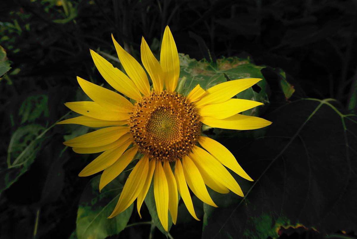 Image of Yellow, Plant, Flower, Botany, Leaf, Flowering plant etc.