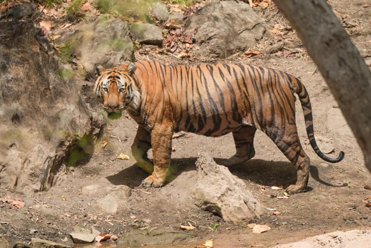 Image of Organism, Tiger, Bengal tiger, Siberian tiger, Felidae, Plant etc.
