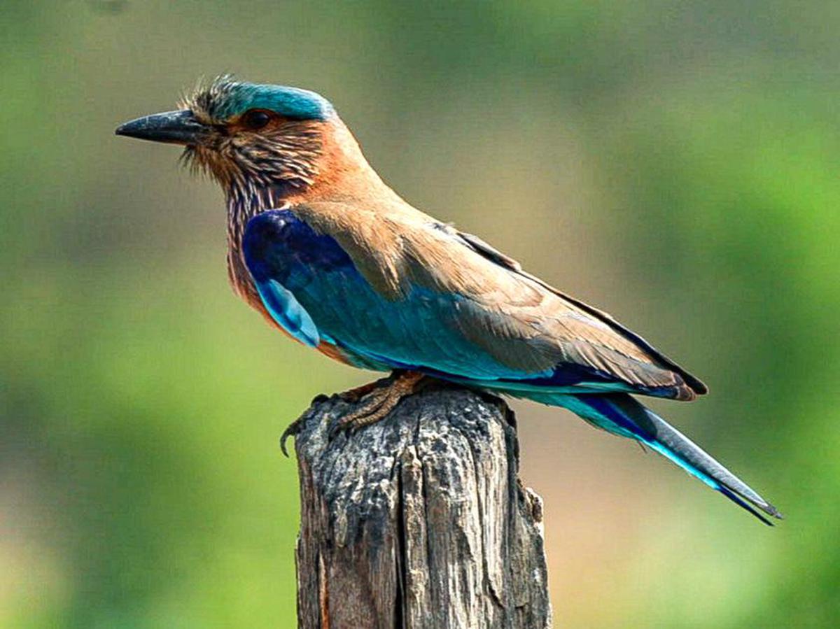 Image of Organism, Bird, Beak, Wood, Feather, Roller etc.