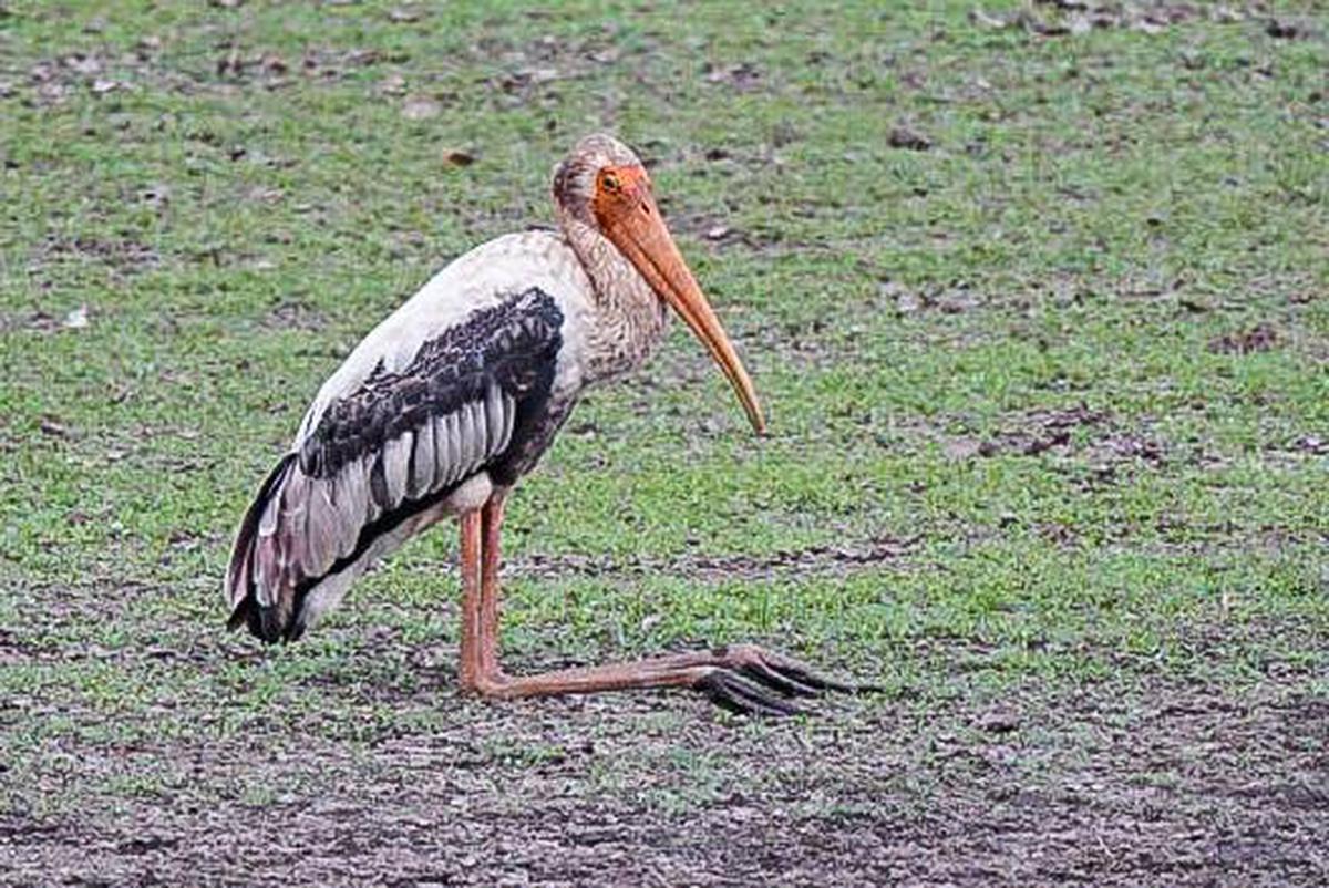 Image of Plant, Bird, Beak, Grass, Feather, Pelecaniformes etc.