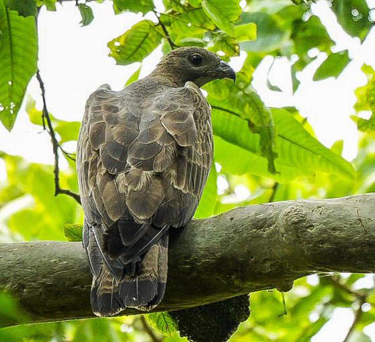 Image of Tree, Branch, Plant, Bird, Beak, Botany etc.