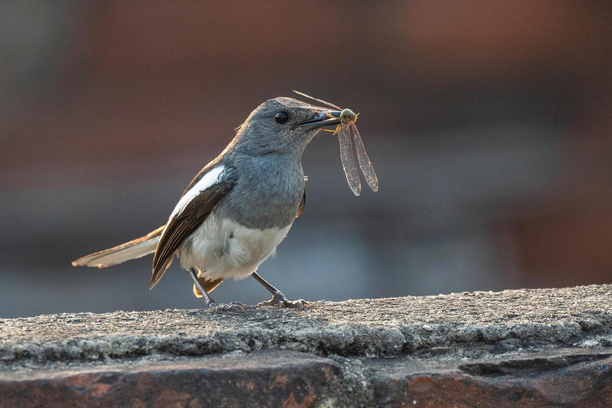 Image of Bird, Beak, Feather etc.