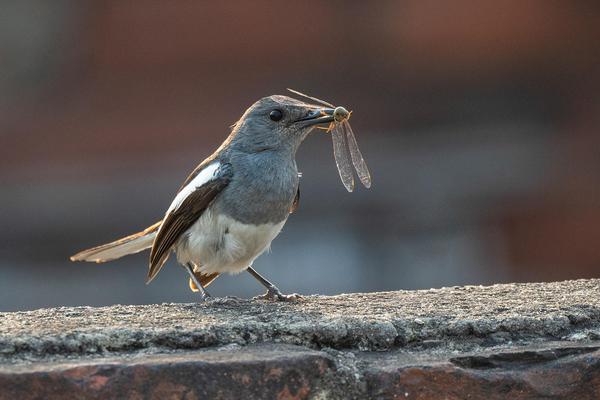 Image of Bird, Beak, Feather etc.