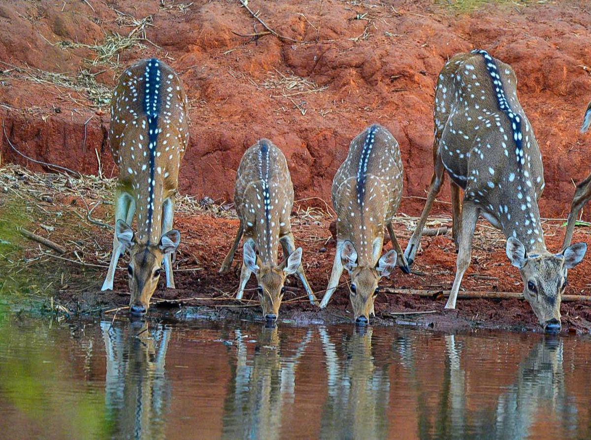 Image of Nature, Natural landscape, Water, Beak, Fawn, Lake etc.