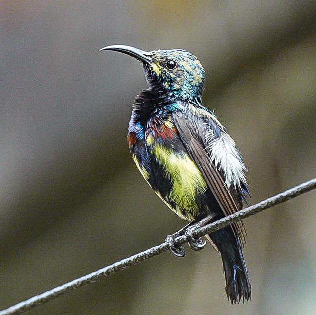 Image of Bird, Beak, Hummingbird, Feather etc.