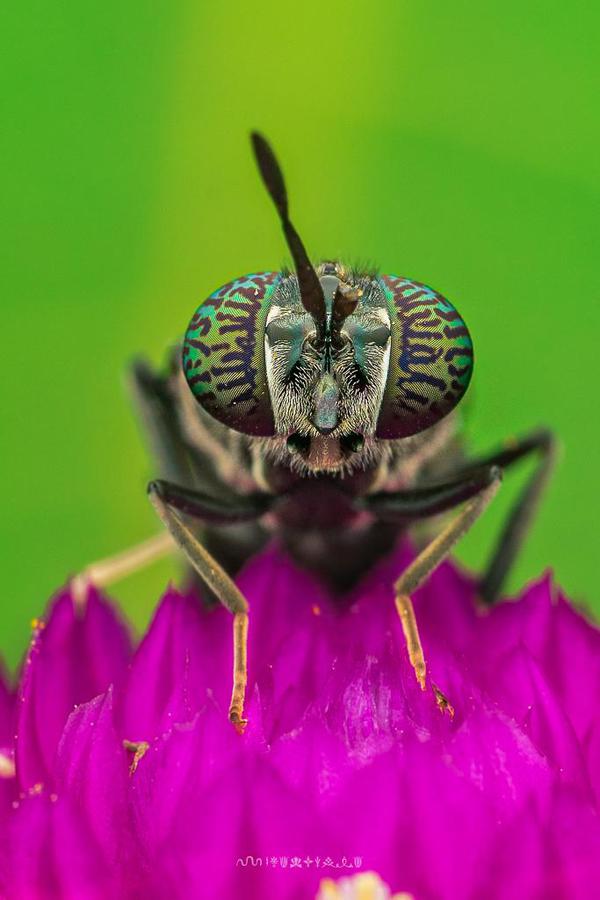 Image of Green, Pink, Close-up, Macro photography, Insect, Invertebrate etc.