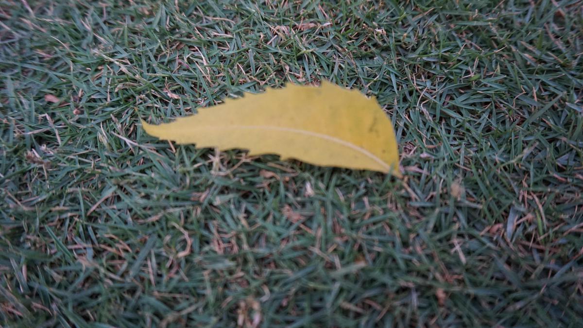 Image of Plant, Grass, Wood, Road surface, Twig, Terrestrial plant etc.