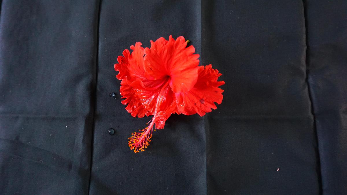 Image of Orange, Plant, Flower, Hand, Sleeve, Petal etc.