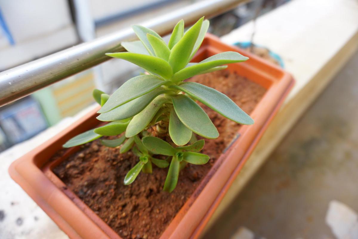 Image of Plant, Terrestrial plant, Houseplant, Flowerpot etc.