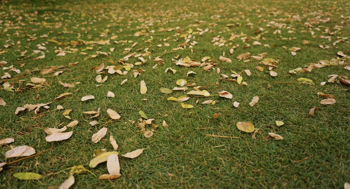 Image of Tree, Natural landscape, Plant, Grass, Wood, People in nature etc.