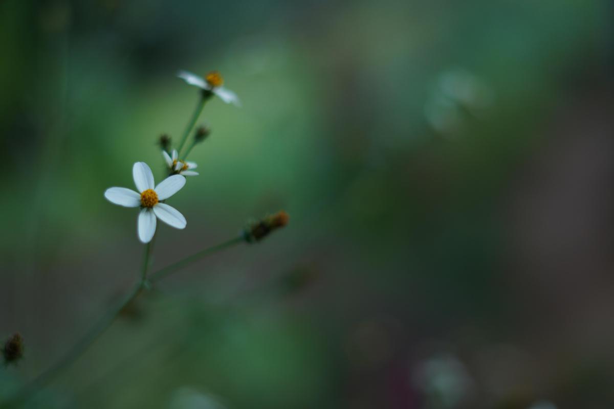 Professional and amateur photo Gallery