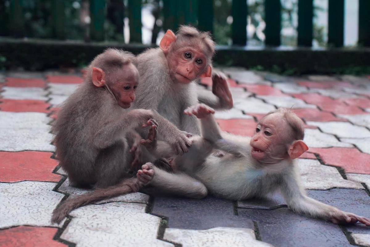 Image of Temple, Organism, Terrestrial animal, Primate, Macaque, Rhesus macaque etc.