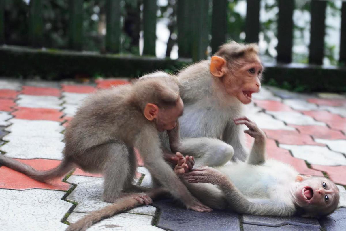 Image of Organism, Vertebrate, Mammal, Primate, Macaque, Rhesus macaque etc.
