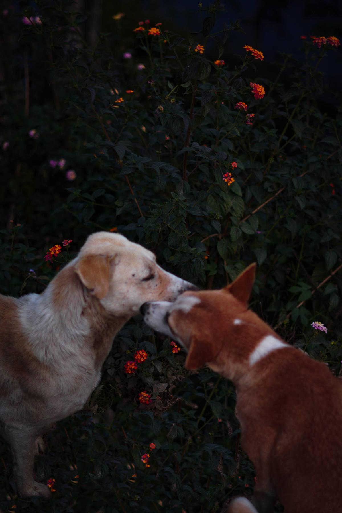Image of Light, Vertebrate, Mammal, Plant, Leaf, Fawn etc.