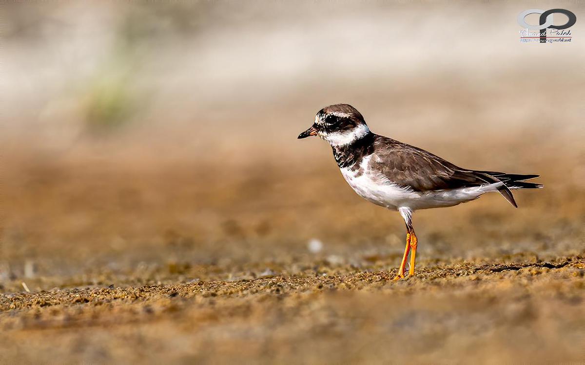 Image of Wildlife, Vertebrate, Bird, Beak, Shorebird, Semipalmated Plover etc.