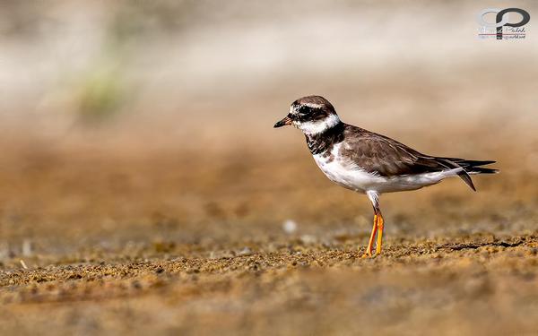 Image of Wildlife, Vertebrate, Bird, Beak, Shorebird, Semipalmated Plover etc.