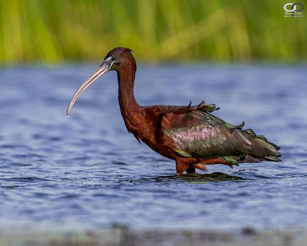 Image of Wildlife, Vertebrate, Bird, Beak, Pelecaniformes, Ibis etc.