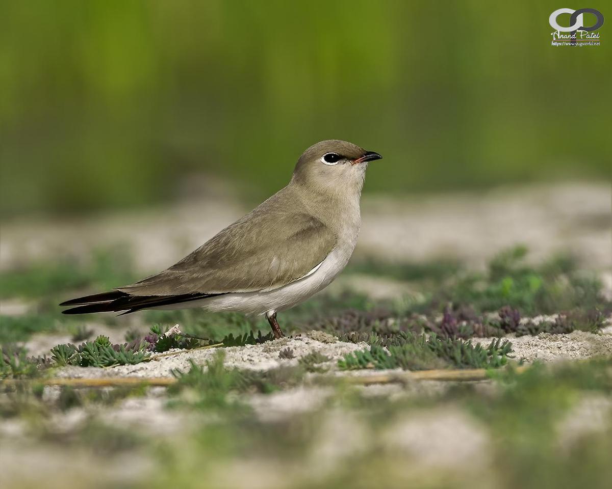 Image of Wildlife, Vertebrate, Bird, Beak, Nightingale, Emberizidae etc.