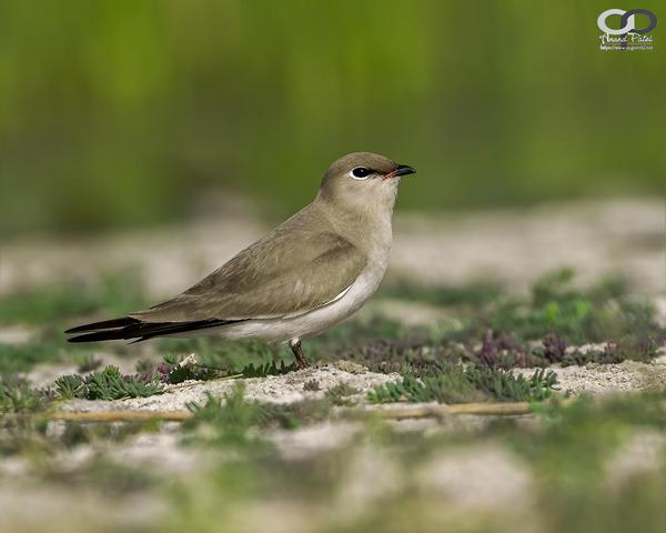 Image of Wildlife, Vertebrate, Bird, Beak, Nightingale, Emberizidae etc.