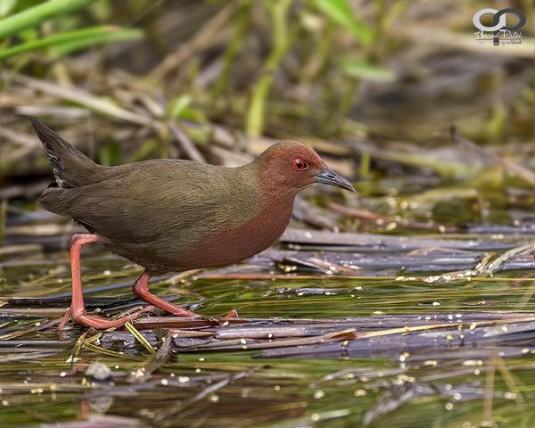 Image of Vertebrate, Bird, Beak, Common Gallinule, Rallidae etc.