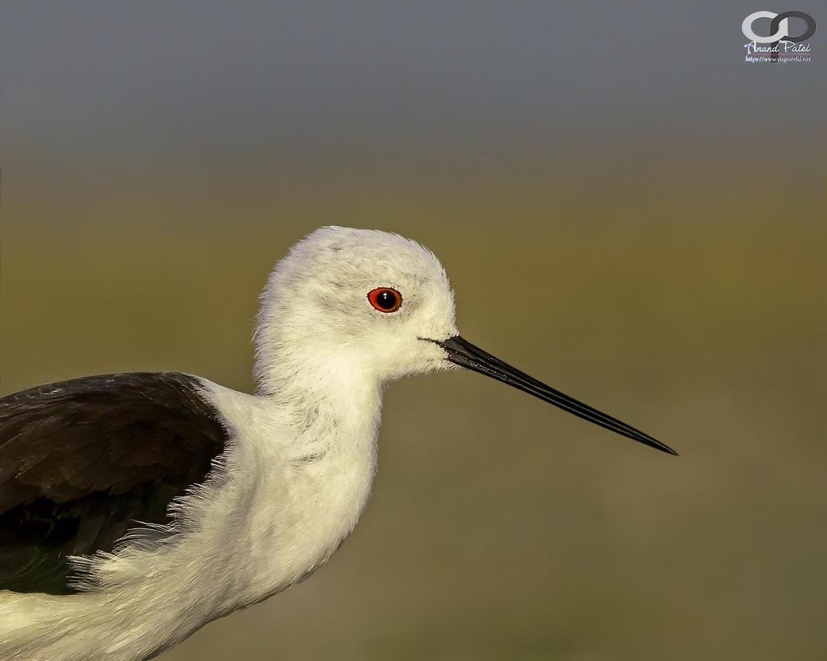 Image of Vertebrate, Bird, Beak, Shorebird etc.