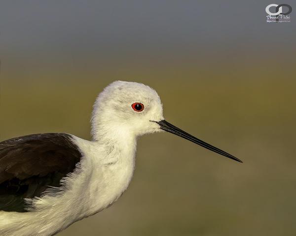 Image of Vertebrate, Bird, Beak, Shorebird etc.