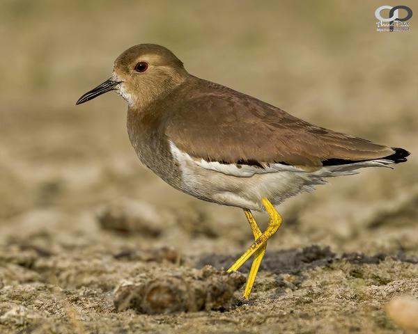 Image of Wildlife, Vertebrate, Bird, Beak, Charadriiformes, Shorebird etc.
