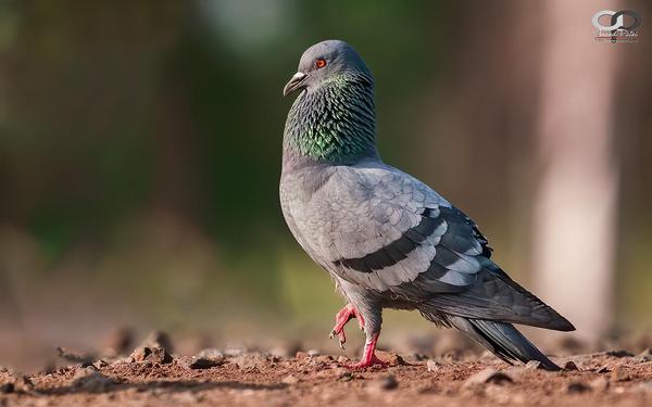 Image of Nature, Pink, Adaptation, Organism, Vertebrate, Bird etc.
